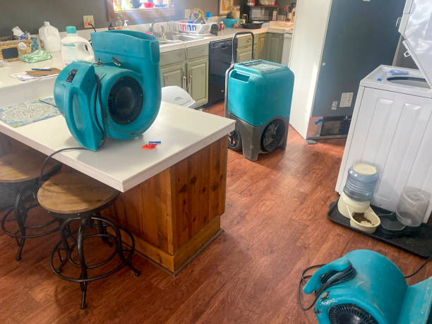 Best Mold removal after water damage  in Paulden, AZ