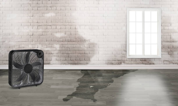 Best 24-hour water damage restoration  in Paulden, AZ